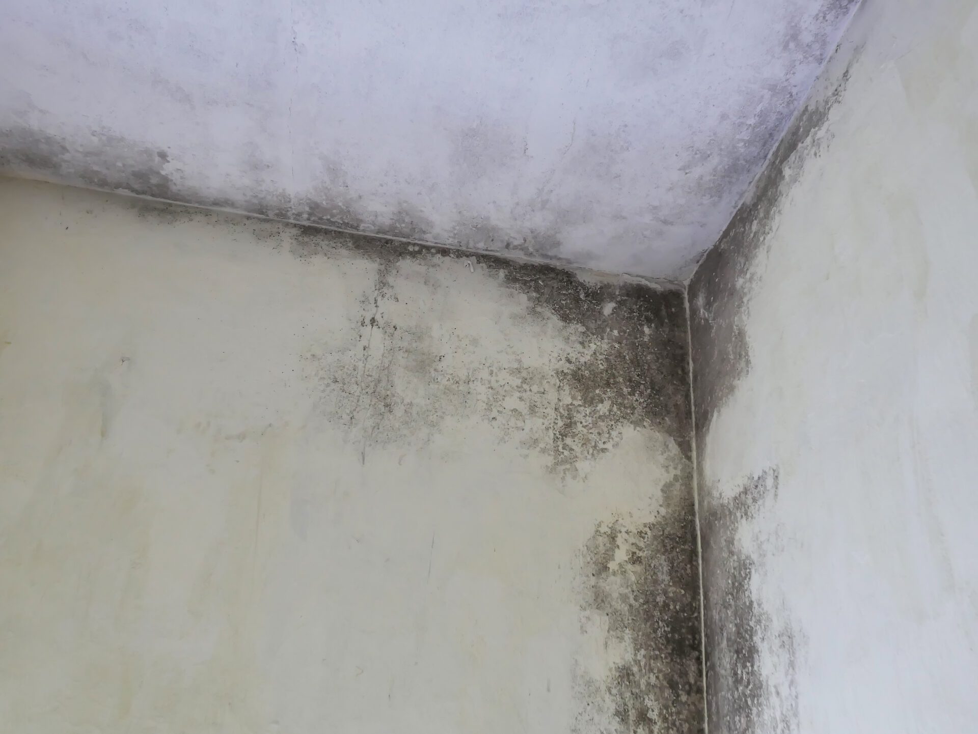 Housing Disrepair Claims UK - Damp & mould